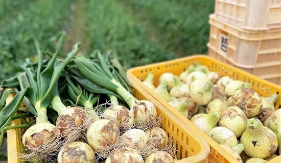 フォトギャラリーイメージ｜グランドメルキュール淡路島リゾート＆スパ